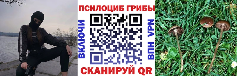 цены Тайга Псилоцибиновые грибы мицелий